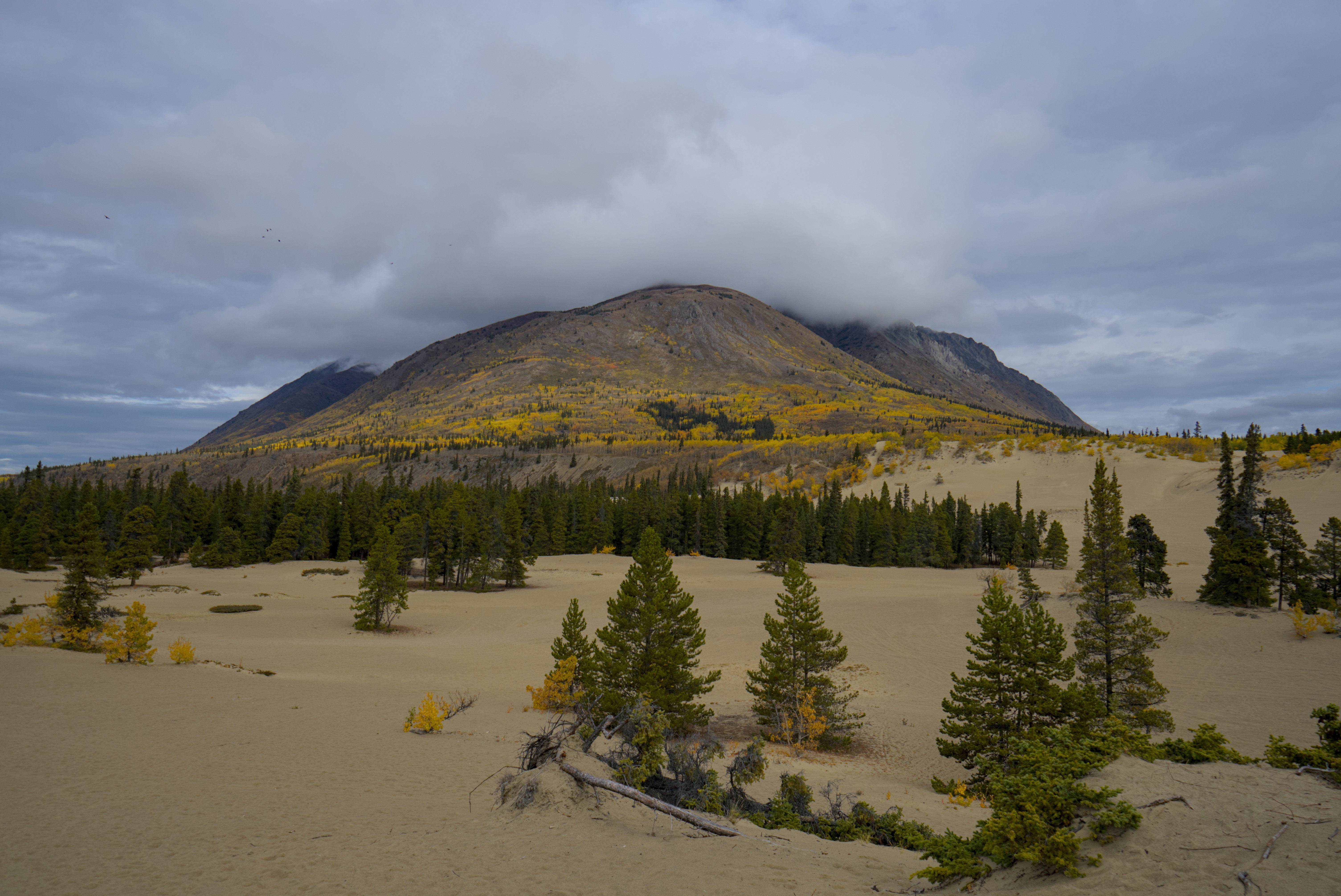 Carcross Desert - The smallest desert in the world apparently